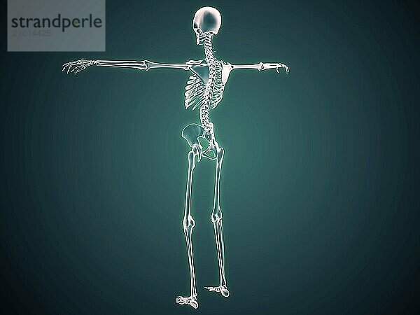 Conceptual image of human skeletal system