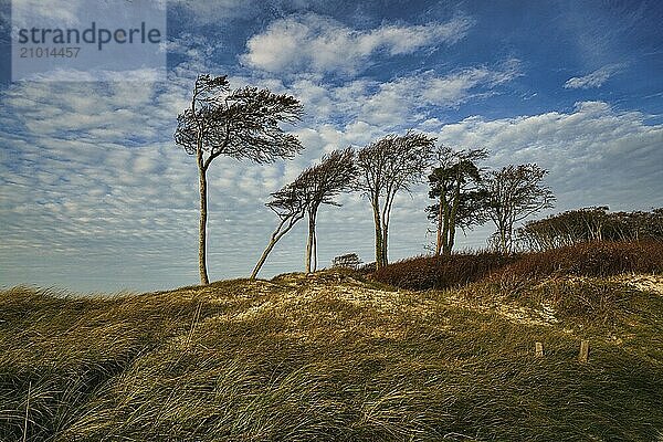 West beach on baltic sea beach. detailed and textured still life. beautiful vacation spot