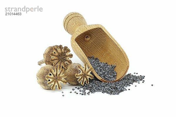 Poppy seeds in wooden scoop and poppy seed pods isolated on white background  full depth of field