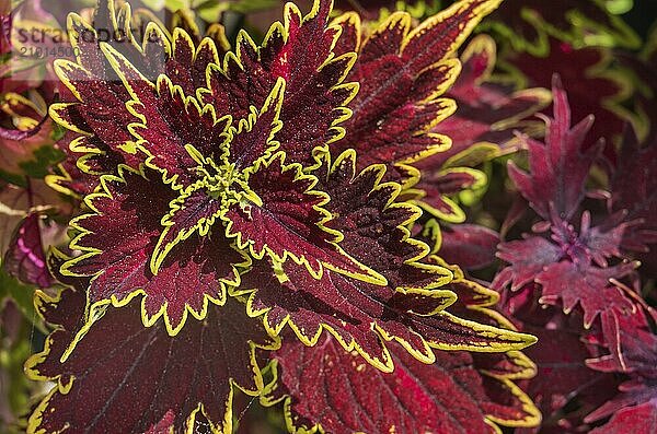 Colourful nettles (Solenostemon scutellarioides  Syn.Plectranthus scutellarioides  Coleus blumei)  Allgäu  Bavaria  Germany  Europe