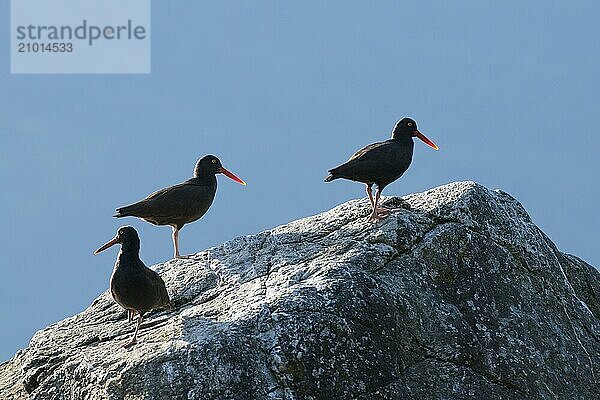 Three cliff oystercatchers sit on a rock with their beaks glowing in the sunlight