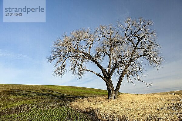 A barren tree stands in a farm field in Eastern Washington