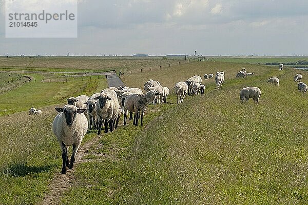 Group of sheep on a dyke  Pilsum  Krummhörn  East Frisia  Lower Saxony  Germany  Europe