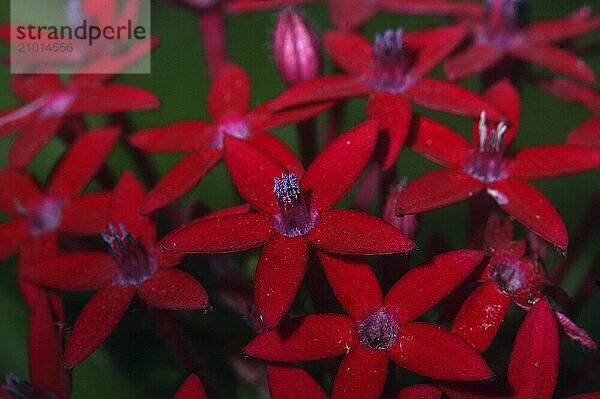 Mass of small red flowers in Tamil Nadu  South India