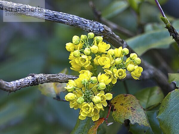 A close up photo of wild yellow buckwheat flowers near Leavenworth  Washington