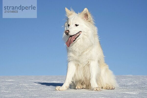 Sitting Icelandic dog in the snow