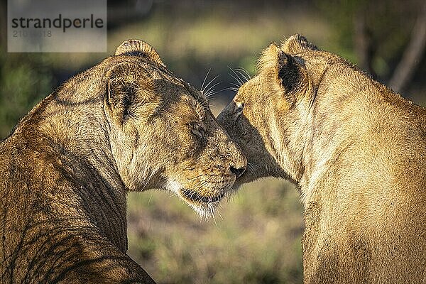 Female lionesses (Panthera leo) cuddling  Balule Plains  South Africa  Africa