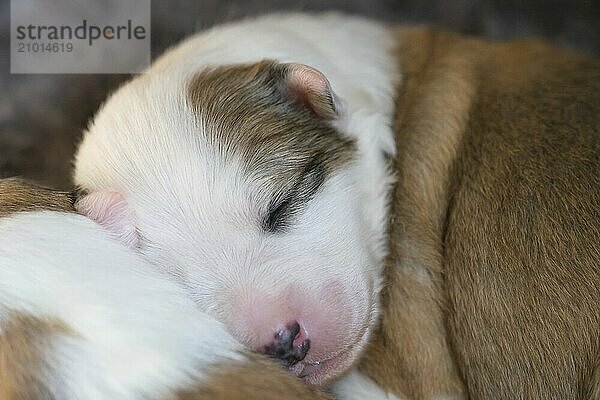 11 day old Icelandic dog