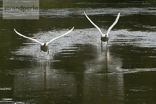 Two mute swans taking off on the Saxon Saale