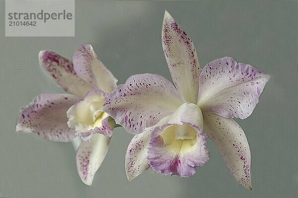 Cymbidium orchids on grey background