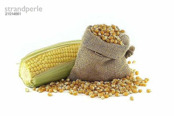 Corn kernels spilling from a hessian bag near fresh maize or corn on the cob with leaves isolated on white background