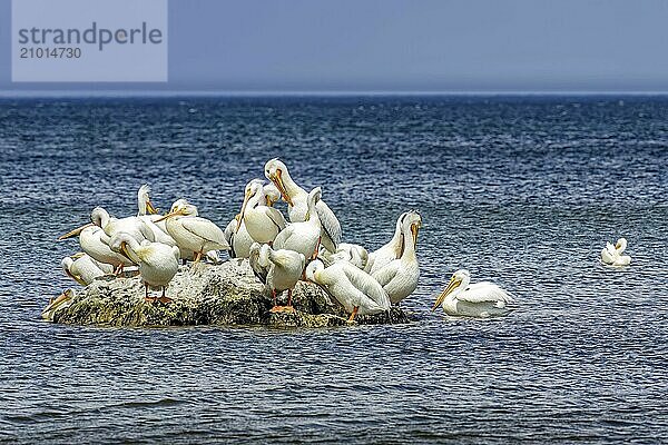 Flock of American white pelican (Pelecanus erythrorhynchos) resting after hunt