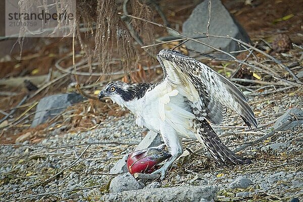 A large osprey stands guard over its fish it recently caught in north Idaho