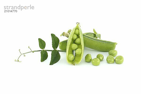 Fresh green peas  pea pods with green leaves and open pea pod in close up isolated on white background