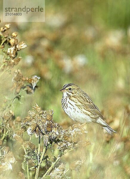 A cute song sparrrow is perched on a plant in heavy vegetaion near Liberty Lake  Washington