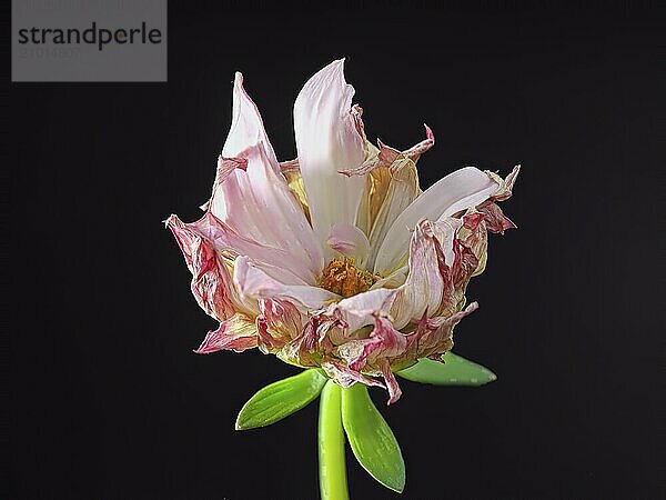 A studio photo of a small dahlia flower and a green stem against a black background