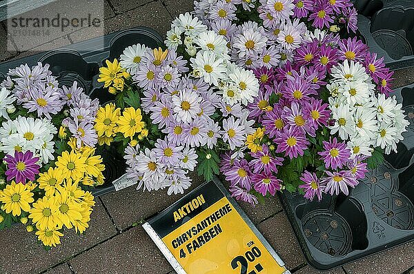 Chrysanthemums (Chrysanthemum)  Allgäu  Bavaria  Germany  Europe