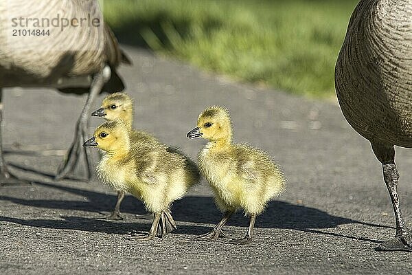 Three goslings walk across the pathway with their parents at Manito Park in Spokane  Washington