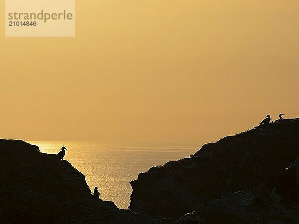 Gannets sitting on the breeding rock on the island of Heligoland at sunset