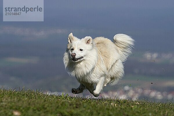 My Icelandic dog at top speed