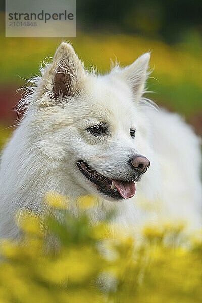 Icelandic dog  photographed in Stuttgart's Killesbergpark