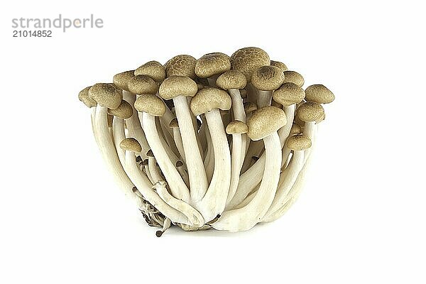 Beech mushrooms (Hypsizygus tessellatus) isolated on white background  type of edible mushroom that grows on beech trees