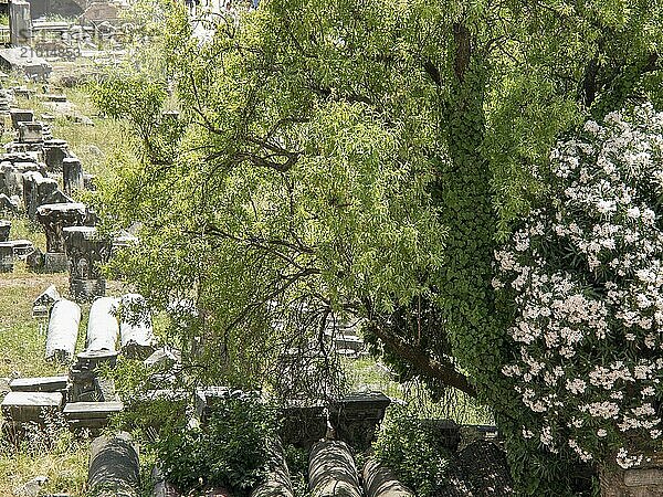 A scene in a cemetery with graves  trees and blooming flowers in summer  Rome  Italy  Europe