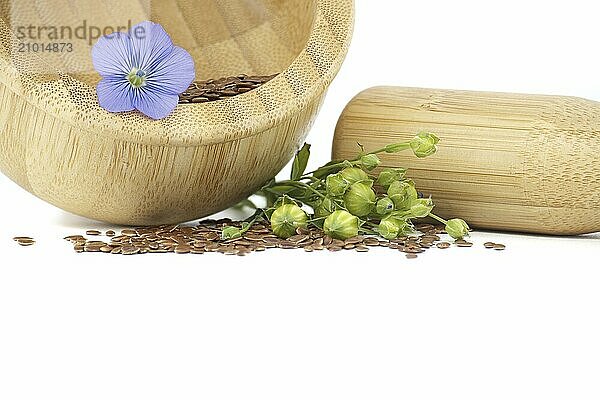 Vibrant blue flax flower is sitting on wooden mortar filled with small brown linseed near flax fruit round capsules isolated on white background