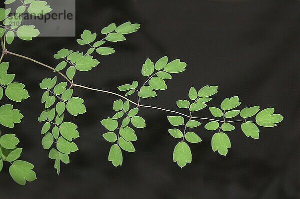 Leaf pattern of Thalictrum dipterocarpum on black background