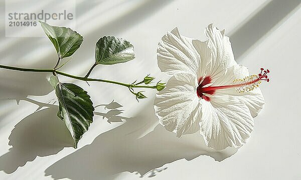 A delicate white hibiscus flower on a clean white backdrop  casting a soft shadow AI generated