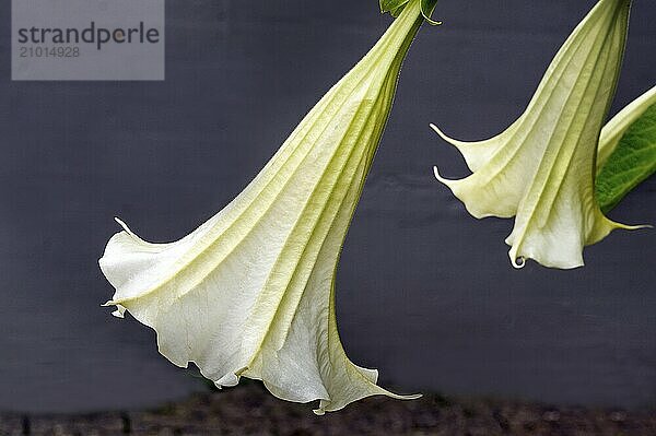 White angel's trumpets (Brugmansia)  Allgäu  Bavaria  Germany  Europe