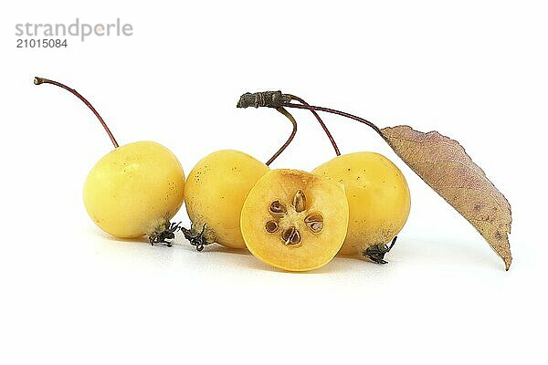 Crab apple or European wild apple isolated on white background. Wild apples are at risk of extinction