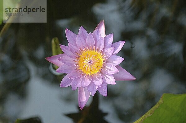 Lotus flower  Nelumbo nucifera  growing in Tamil Nadu  South India. The lotus is the national flower of India and Vietnam