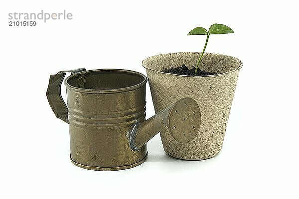 Potted plant with a single sprout and a vintage watering can isolated on a white background