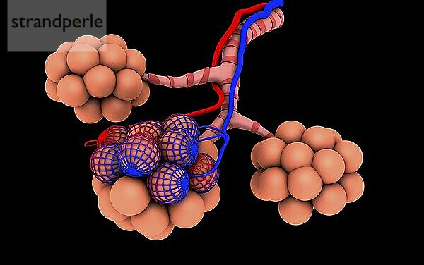 Conceptual image of alveoli