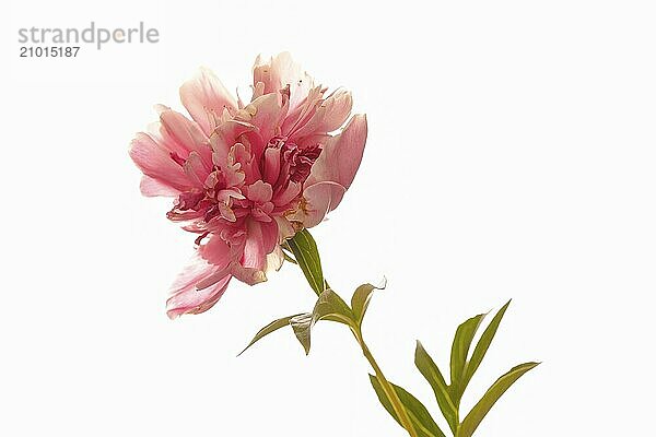 A close up studio photo of a pink peony flower set against a white background