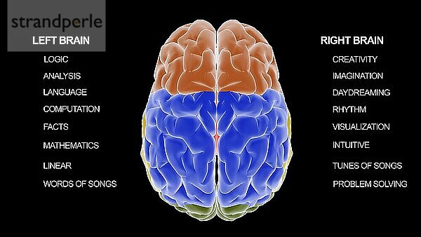 Medical diagram illustrating how the left side of the brain works compared to the right side of the brain