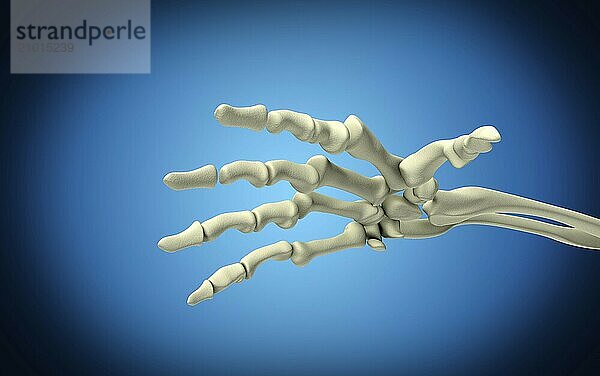 Conceptual image of bones in human hand