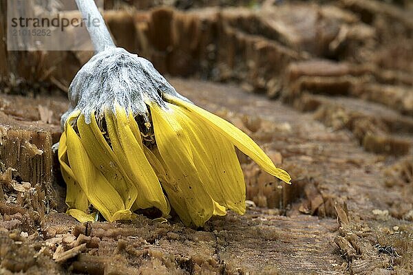 A wilting yellow flower lays over the stump of a pine tree in north Idaho