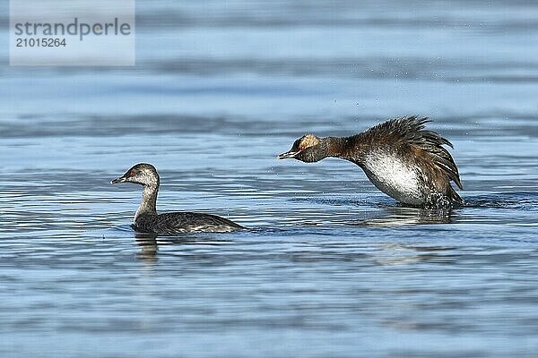 A horned grebe couple swim together in the calm water in north Idaho