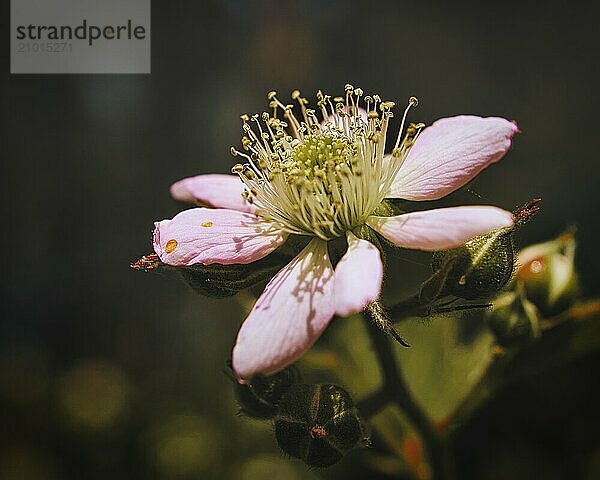 Blackberry blossom in a beautiful light mood with nice bokeh. Close up of the flower with many details