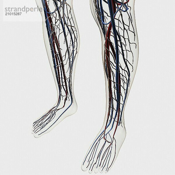 Medical illustration of arteries  veins and lymphatic system in human legs and feet