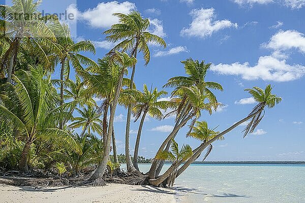 Bundle of coconut palms (Cocos nucifera)  private island  bird island  privileged  ecological  adventure  Tetiaroa  atoll  Marlon Brando Island  French Polynesia  Society Islands  Leeward Islands  Oceania