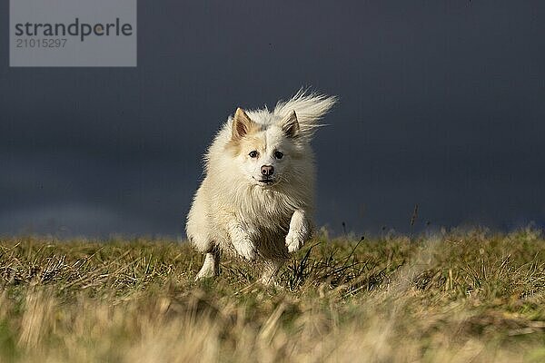 Icelandic dogs are little power packs