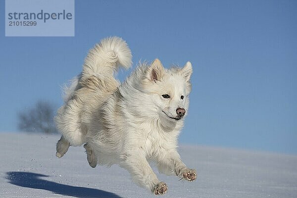 Running Icelandic dog in the snow