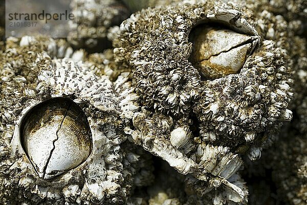 Barnacles  Chthamalus stellatus  on rocks on the north jetty in Ocean Shores  Washington