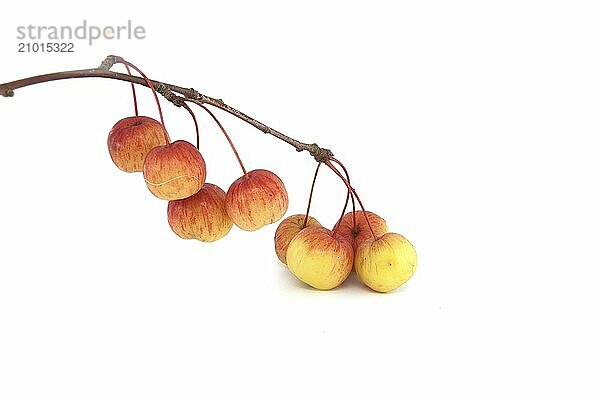 Twig with wild apple fruit and yellowed leaves isolated on white background. Malus sylvestris  European crab apple  European wild apple or simply the crab apple