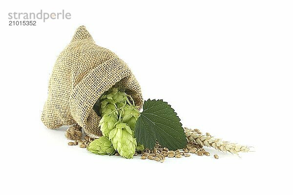 Bag full of hops and wheat isolated on white background  important ingredients in food and beverage production  particularly in brewing beer