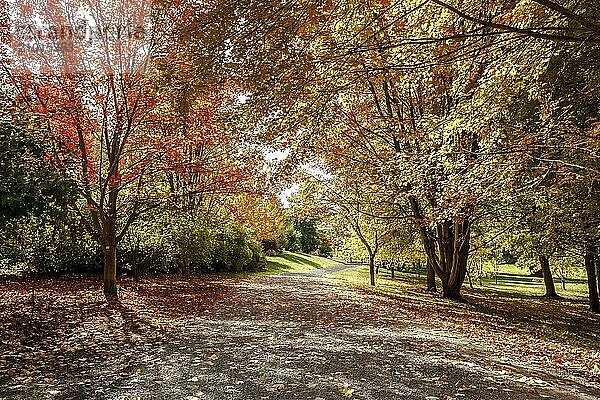 A path leads through the arboretum in autumn in Moscow  Idaho