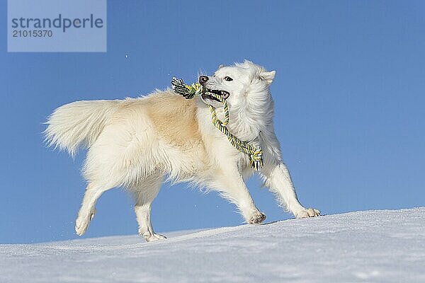 Playing with the rope  Icelandic dog in the snow